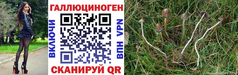 Купить где  Будённовск  Псилоцибиновые грибы мицелий 